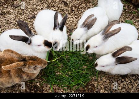 Groupe de lapins rassemblés en cercle mangeant de l'herbe verte fraîche sur un sol de copeaux de bois dans un enclos extérieur Banque D'Images