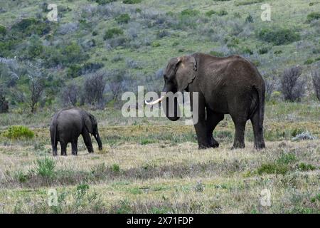 Éléphants de brousse d'Afrique, Botlierskop Game Reserve, Little Brak River, Western Cape, Afrique du Sud Banque D'Images