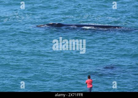 Observation des baleines, baleines franches australes, Hermanus, Western Cape, Afrique du Sud Banque D'Images