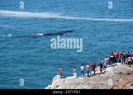 Observation des baleines, baleines franches australes, Hermanus, Western Cape, Afrique du Sud Banque D'Images