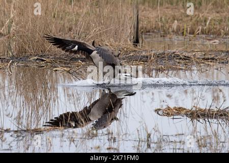 L'oie du Canada (Branta canadensis) arrive sur terre sur l'eau Norfolk mars 2024 Banque D'Images