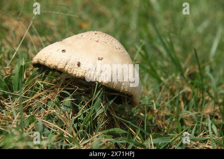 Virginie, États-Unis Un champignon parasol dans l'herbe. Banque D'Images