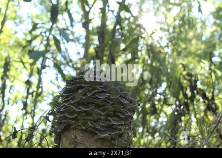 Virginie, États-Unis couches de champignon de queue de dinde sur souche d'arbre. Banque D'Images