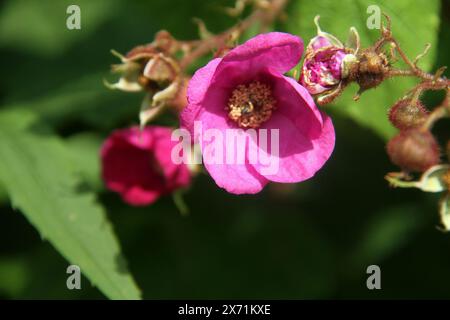 Virginie, États-Unis gros plan de Rubus odoratus (framboise de Virginie) en fleurs. Banque D'Images