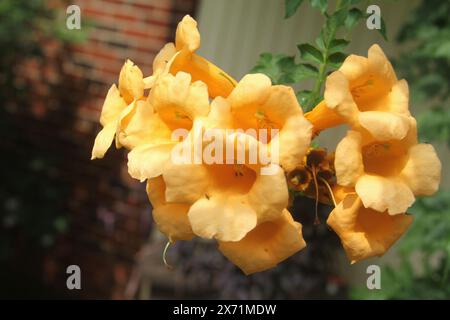 Close-up de fleurs de vigne trompette Banque D'Images