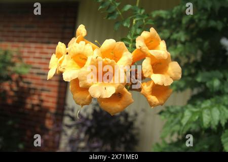 Close-up de fleurs de vigne trompette Banque D'Images