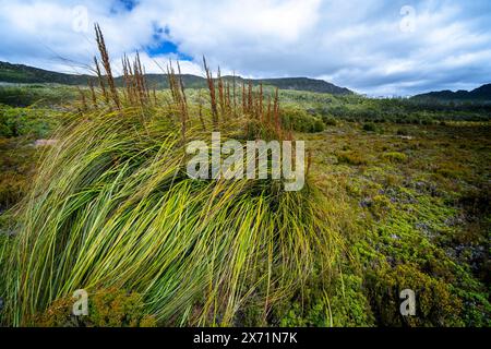 Botte d'herbe coupante (Gahnia grandis) dans la plaine de Button Grass, parc national de Hartz Mountain, Tasmanie Banque D'Images