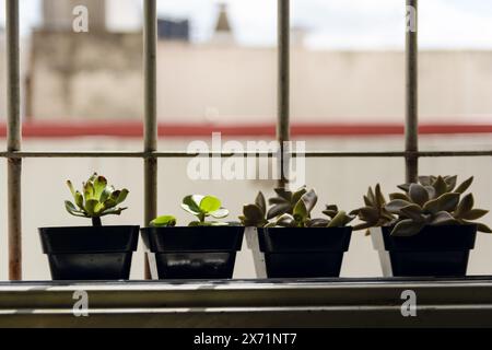 Quatre plantes en pot reposent sur un rebord de fenêtre, chacune avec un type différent de plante. Les plantes sont disposées en rangée, avec la plus haute au milieu et Banque D'Images