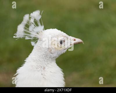 Alexander, White Peacock, Scone, Perth, Écosse, UK, GB. Banque D'Images