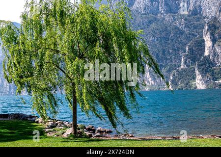 Une scène tranquille au lac de Garde avec un saule au premier plan, surplombant les eaux bleues calmes sur fond de falaises imposantes. Banque D'Images