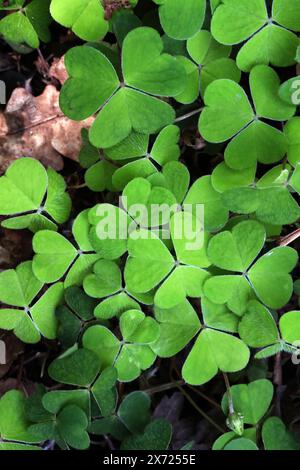 Sorrel des bois, Oxalis acetosella, Oxalidaceae. Banque D'Images