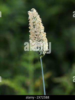 Timothy, Timothy-grass, Meadow Cat's tail ou Common Cat's Tail, Phleum pratense, Poaceae. Une herbe vivace abondante originaire de la plupart de l'Europe. Banque D'Images