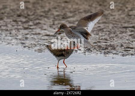 Paire de Redshanks-Tringa totanus afficher l'agressivité. Banque D'Images