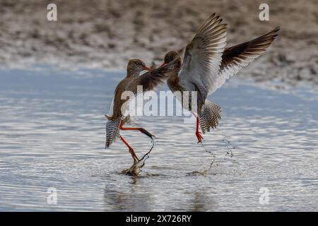 Paire de Redshanks-Tringa totanus afficher l'agressivité. Banque D'Images