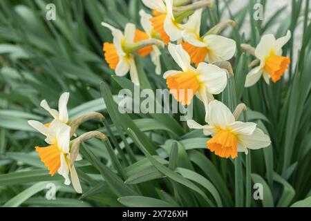 Groupe de jonquilles blanches avec centre orange. Classification Narcisse groupe deux. Banque D'Images