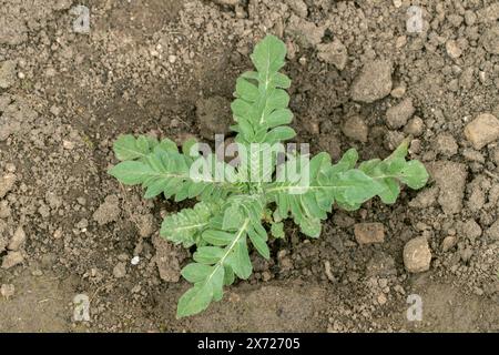 Semis d'un gale (Knautia arvensis). La jeune plante pousse. Banque D'Images