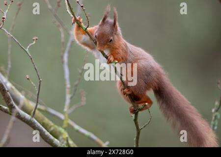 Écureuil roux (Sciurus vulgaris) ramassant du matériel de nidification dans le Lake District, en Angleterre. Banque D'Images