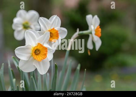 Fleurs de narcisse blanc avec centre orange. Espace pour votre texte. Banque D'Images