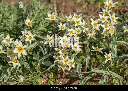 Groupe de tulipes sauvages du Turkestan (Tulipa turkestanica). Banque D'Images