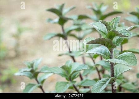 Pousses de menthe poivrée. Espace pour votre texte. Banque D'Images