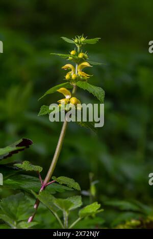 Plante archange jaune Lamium galeobdolon avec des fleurs et des feuilles vertes avec des rayures blanches, poussant dans une forêt - image Banque D'Images