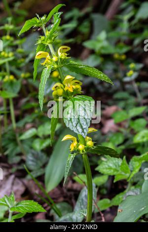 Plante archange jaune Lamium galeobdolon avec des fleurs et des feuilles vertes avec des rayures blanches, poussant dans une forêt - image Banque D'Images