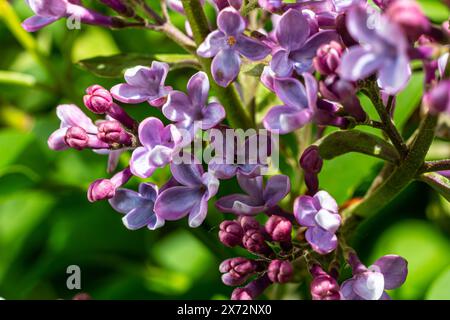 Lilas commun Syringa vulgaris fleurissant avec des fleurs doubles violettes-violettes entourées de feuilles vertes au printemps. Banque D'Images