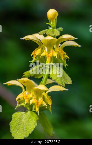 Plante archange jaune Lamium galeobdolon avec des fleurs et des feuilles vertes avec des rayures blanches, poussant dans une forêt - image Banque D'Images