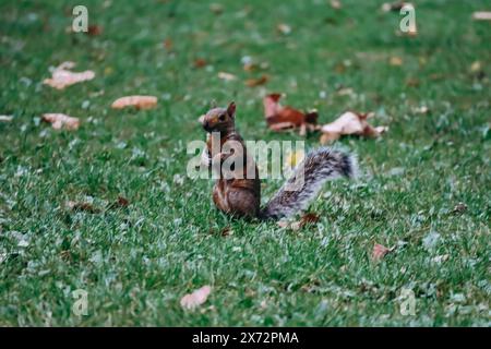 Londres, Royaume-Uni - 25 septembre 2023 : un écureuil à Hyde Park dans le centre de Londres Banque D'Images