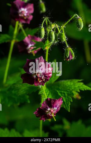 Fleurs pourpres et rouges de Geranium phaeum Samobor dans le jardin de printemps. Banque D'Images