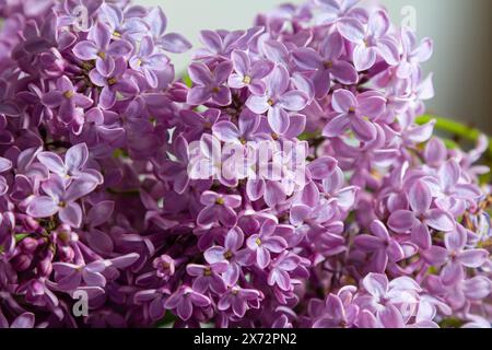 Lilas commun Syringa vulgaris fleurissant avec des fleurs doubles violettes-violettes entourées de feuilles vertes au printemps. Banque D'Images