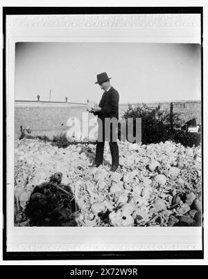 Tas d'os dans le cimetière, nécropole Cristobal Colon, la Havane, titre tiré de la veste., '552' sur négatif., Detroit Publishing Co. no. 32442., Gift ; State Historical Society of Colorado ; 1949, cimetières. , Bones. , Cuba, la Havane. Banque D'Images