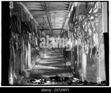 Écuries, Gordon Pagel Co., comprend une attache de harnais au-dessus des stalles. Partie de boulangerie à Detroit., Detroit Publishing Co. No. X 1629., cadeau ; State Historical Society of Colorado ; 1949, boulangeries. , Stables. , Intérieurs. , États-Unis, Michigan, Detroit. Banque D'Images
