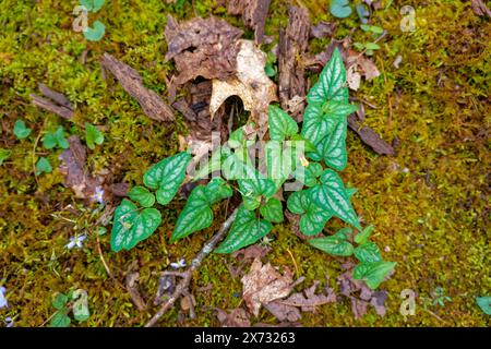 En regardant vers le bas au sommet du feuillage pointu marbré avec l'émergence de minuscules fleurs jaunes d'une plante alto hastata poussant sur le sol forestier entouré de b Banque D'Images