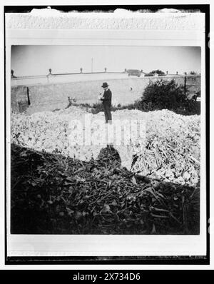 La Havane, tas d'os dans le cimetière, Necropolis Cristobal Colon, titre de la veste., Detroit Publishing Co. No. 032433., Gift ; State Historical Society of Colorado ; 1949, Bones. , Cimetières. , Cuba, la Havane. Banque D'Images