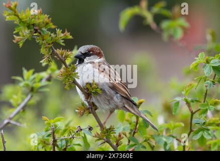 A male House Sparrow, Arnide, Cumbria, Royaume-Uni Banque D'Images