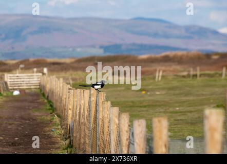 Une Magpie sur une clôture, Walney Island, Barrow-in-Furness, Cumbria, Royaume-Uni Banque D'Images