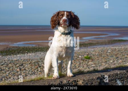 Un chien d'épagneul regardant la caméra, Walney Island, Barrow-in-Furness, Cumbria, Royaume-Uni Banque D'Images