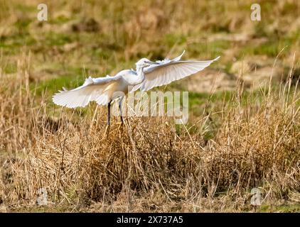 Un peu d'aigrette, Arnside, Milnthorpe, Cumbria, Royaume-Uni Banque D'Images