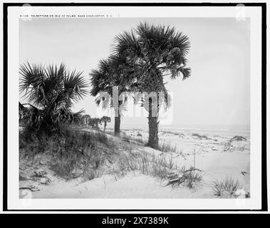 Palmettoes sur l'île de Palms près de Charleston, S.C. date basée sur Detroit, supplément au catalogue J (1901-1906)., 'WHJ 160' sur négatif., Detroit Publishing Co. No. 013418., Gift ; State Historical Society of Colorado ; 1949, Palms. , Plages. , États-Unis, Caroline du Sud, Isle of Palms. Banque D'Images