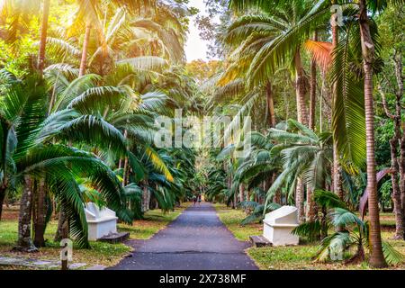 Jardin botanique Sir Seewoosagur Ramgoolam, Pamplemousses, île Maurice, avenue verte le long des arbres dans le jardin botanique de Pamplemousses. Banque D'Images