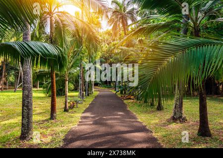 Jardin botanique Sir Seewoosagur Ramgoolam, Pamplemousses, île Maurice, avenue verte le long des arbres dans le jardin botanique de Pamplemousses. Banque D'Images