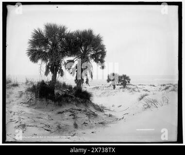 Palmettoes sur l'île de Palms près de Charleston, S.C., transparent en verre correspondant (avec le même code de série) disponible sur vidéodisque cadre 1A-29591., 'WHJ 161' sur négatif., Detroit Publishing Co. 013419., Gift ; State Historical Society of Colorado ; 1949, Palms. , Plages. , États-Unis, Caroline du Sud, Isle of Palms. Banque D'Images