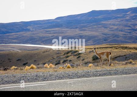 El Calafate, Patagonien, Argentinien - Guanakos entlang der wenig befahrene Landstrasse zwischen El Calafate und El ChaltÃ n. Das Guanako, auch Huanako genannt, ist eine wildlebende Art innerhalb der Familie der Kamele. Es lebt vor allem im westlichen und südlichen Südamerika und ist die Stammform des domestizierten Lamas. Die Fluchttiere verenden oft beim Versuch Zaeune entlang der Landstrasse zu überspringen. El Calafate Patagonien Argentinien *** El Calafate, Patagonie, Argentine Guanacos le long de la route peu fréquentée entre El Calafate et El ChaltÃ n le guanaco, également appelé huanaco, est Banque D'Images