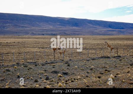 El Calafate, Patagonien, Argentinien - Guanakos entlang der wenig befahrene Landstrasse zwischen El Calafate und El ChaltÃ n. Das Guanako, auch Huanako genannt, ist eine wildlebende Art innerhalb der Familie der Kamele. Es lebt vor allem im westlichen und südlichen Südamerika und ist die Stammform des domestizierten Lamas. Die Fluchttiere verenden oft beim Versuch Zaeune entlang der Landstrasse zu überspringen. El Calafate Patagonien Argentinien *** El Calafate, Patagonie, Argentine Guanacos le long de la route peu fréquentée entre El Calafate et El ChaltÃ n le guanaco, également appelé huanaco, est Banque D'Images