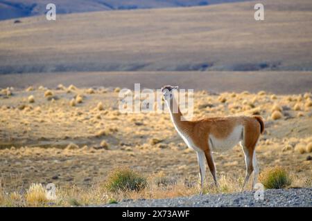 El Calafate, Patagonien, Argentinien - Guanakos entlang der wenig befahrene Landstrasse zwischen El Calafate und El ChaltÃ n. Das Guanako, auch Huanako genannt, ist eine wildlebende Art innerhalb der Familie der Kamele. Es lebt vor allem im westlichen und südlichen Südamerika und ist die Stammform des domestizierten Lamas. Die Fluchttiere verenden oft beim Versuch Zaeune entlang der Landstrasse zu überspringen. El Calafate Patagonien Argentinien *** El Calafate, Patagonie, Argentine Guanacos le long de la route peu fréquentée entre El Calafate et El ChaltÃ n le guanaco, également appelé huanaco, est Banque D'Images