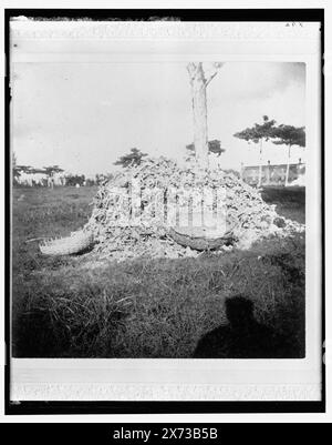 Tas d'os dans le cimetière, Necropolis Cristobal Colon, la Havane, titre de la veste., 'X 92' sur négatif., Detroit Publishing Co. No. 32437., Gift ; State Historical Society of Colorado ; 1949, cimetières. , Bones. , Cuba, la Havane. Banque D'Images