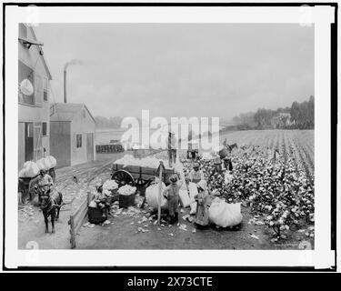 Cotton plantation Activities, Title Designed by Cataloger., Photograph of a diorama at the Milwaukee public Museum on Negative., No Detroit Publishing Co. No., Gift ; State Historical Society of Colorado ; 1949, Cotton plantations. , Dioramas. , Galeries et musées. Banque D'Images