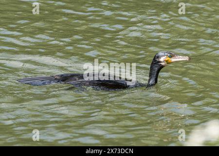 Cormoran (Phalacrocorax Carbo) nageant sur la Tamise, Angleterre, Royaume-Uni Banque D'Images