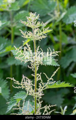 Ortie piquante (Urtica dioica, ortie commune) avec des fleurs, Royaume-Uni Banque D'Images